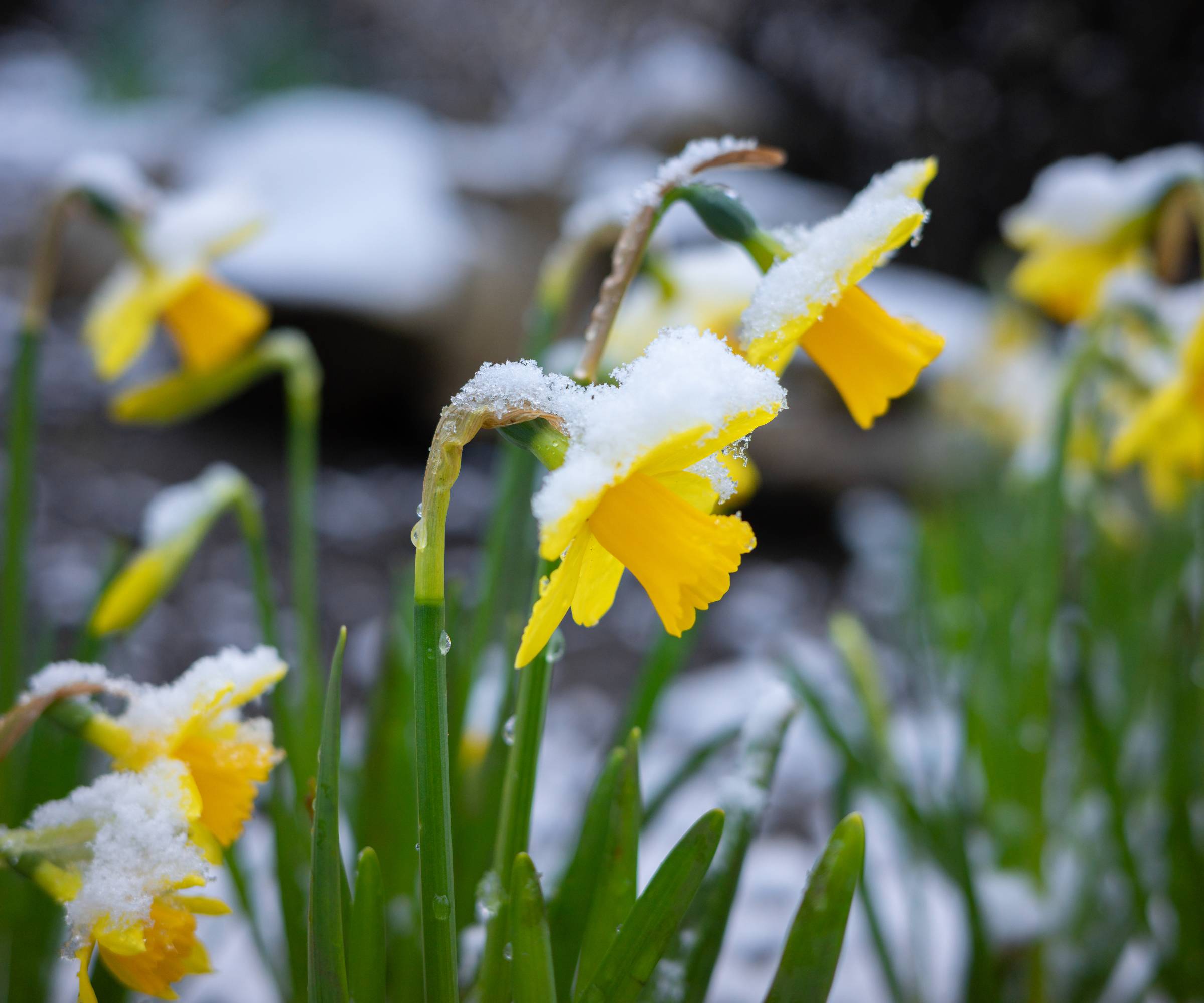 Daffodil flowers covered in snow