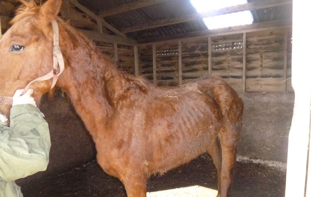 RSPCA-Sutton.jpg