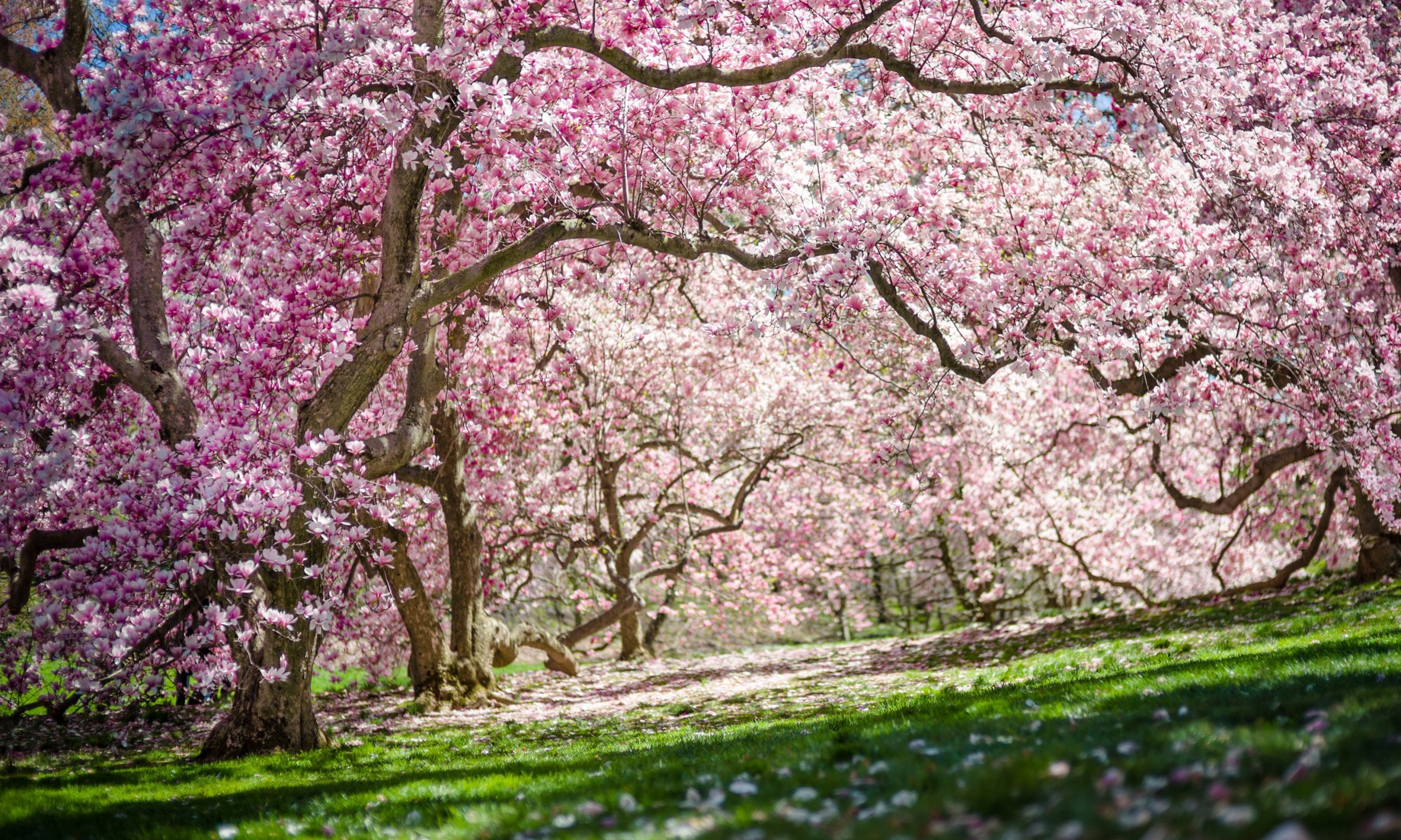 The New York Botanical Garden, Magnolia