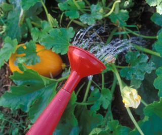 Watering a pumpkin plant