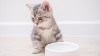 Kitten sat by white water bowl