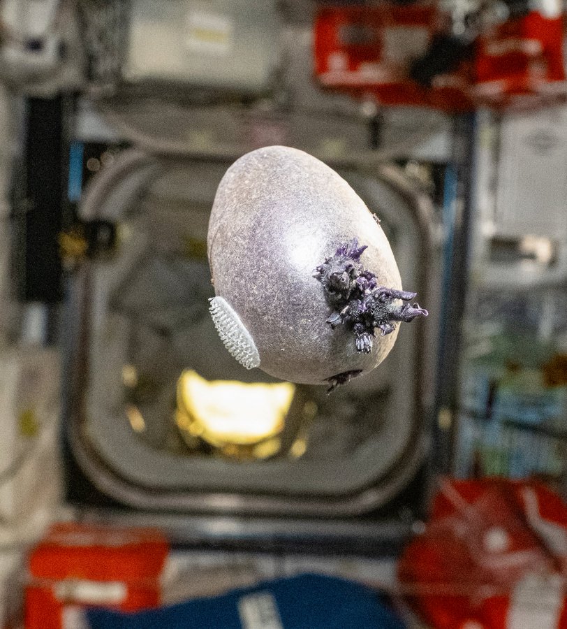 A purple potato with velcro attached and emerging sprouts floats mid-air aboard the ISS.