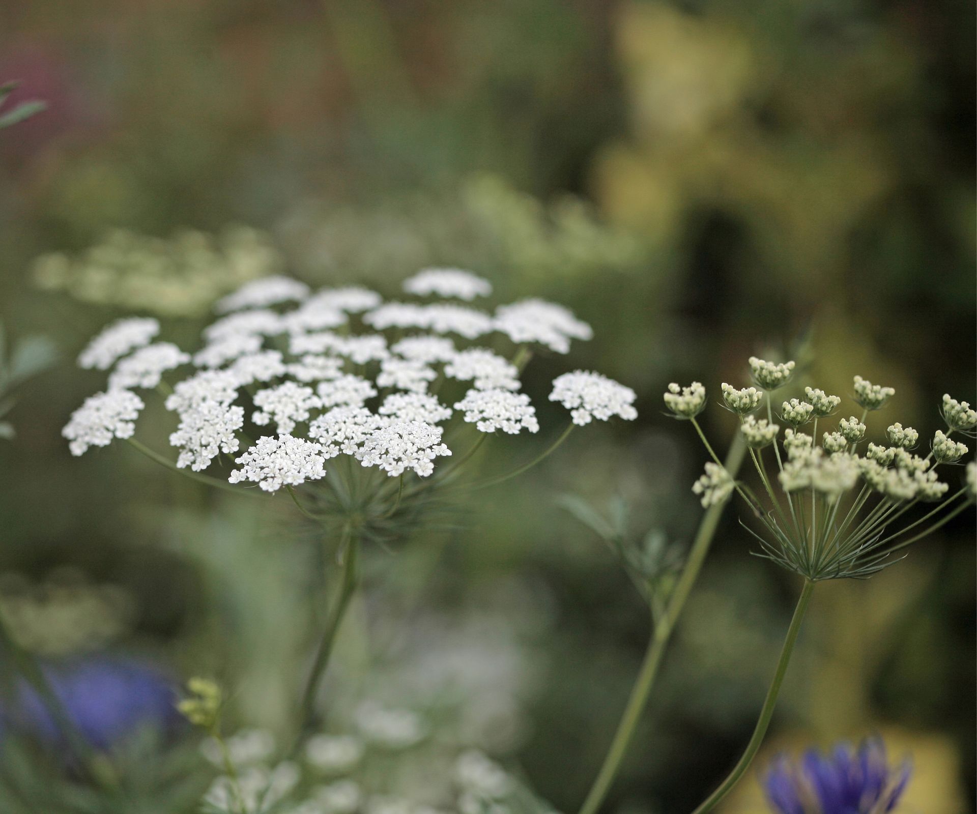 White flowers of Ammi