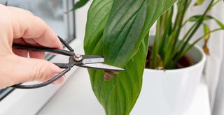 Image showing small pruning scissors cutting the brown tip off a peace lily