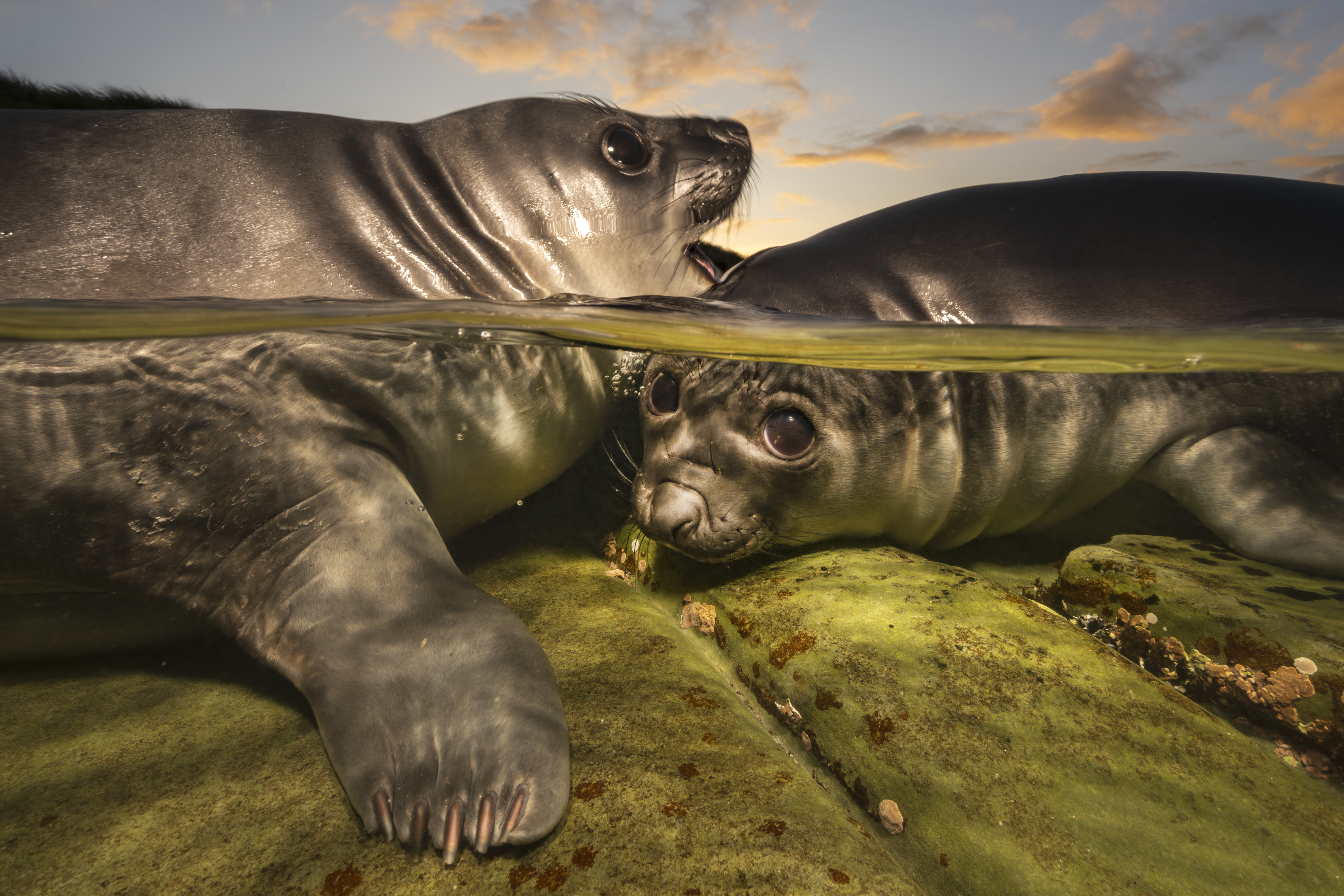 Overall winner, a baby seal eyes the camera from underwater while a second seal above the water line plays