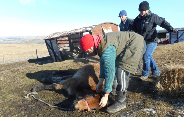 World Horse Welfare Film