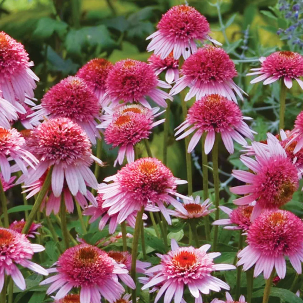 echinacea (coneflower)