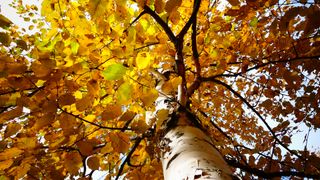 Bright yellow birch seen in vertical counter-diving in autumn