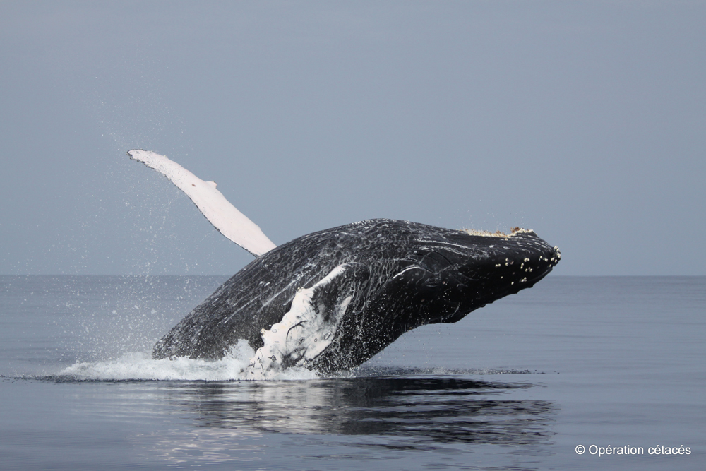 In Photos: Tracking Humpback Whales in the South Pacific Ocean | Live ...