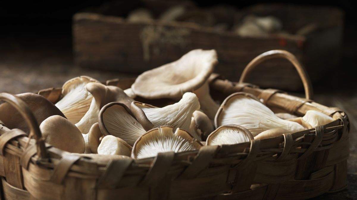 How to grow oyster mushrooms 4 methods for indoors and out Homes