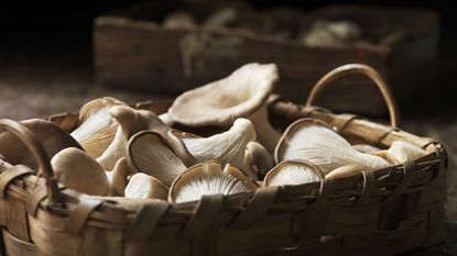 Harvested oyster mushrooms in a basket