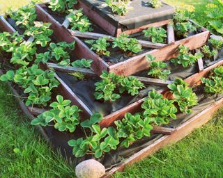 Strawberries grows up in raised garden bed. Pyramid raised garden