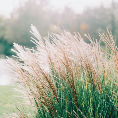 ornamental grass in landscape 