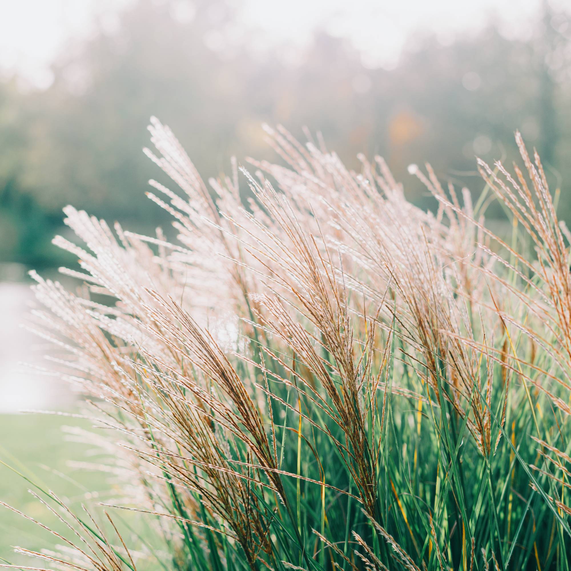 ornamental grass in landscape 