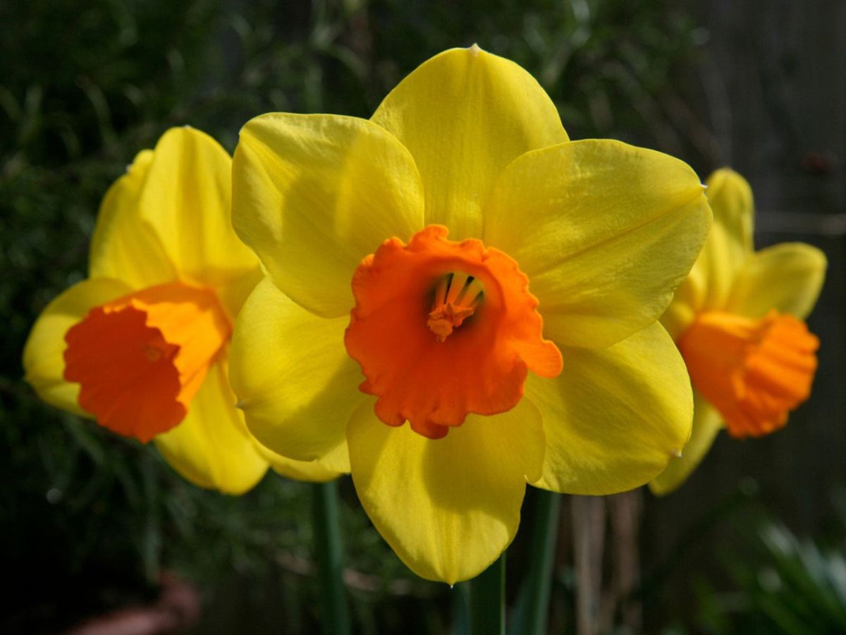 What Is A Miniature Narcissus – How To Grow Dwarf Daffodil Flowers ...