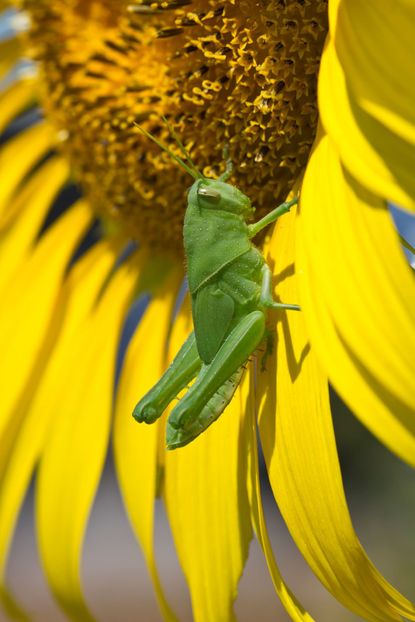 Green Grasshopper On A Sunflower