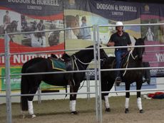 lead-pony1-e1458563248833.jpg