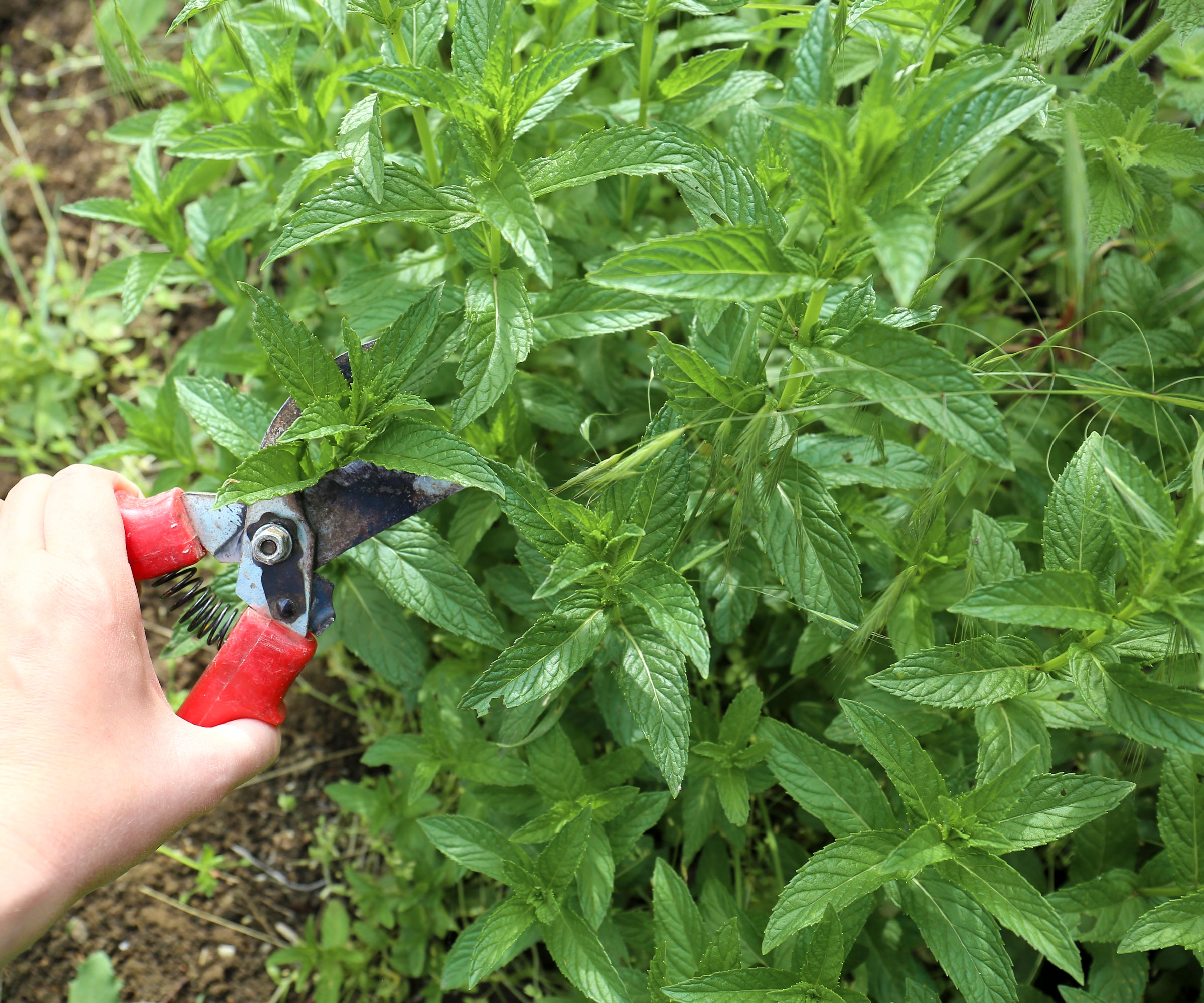cutting leaves of a spearmint plant