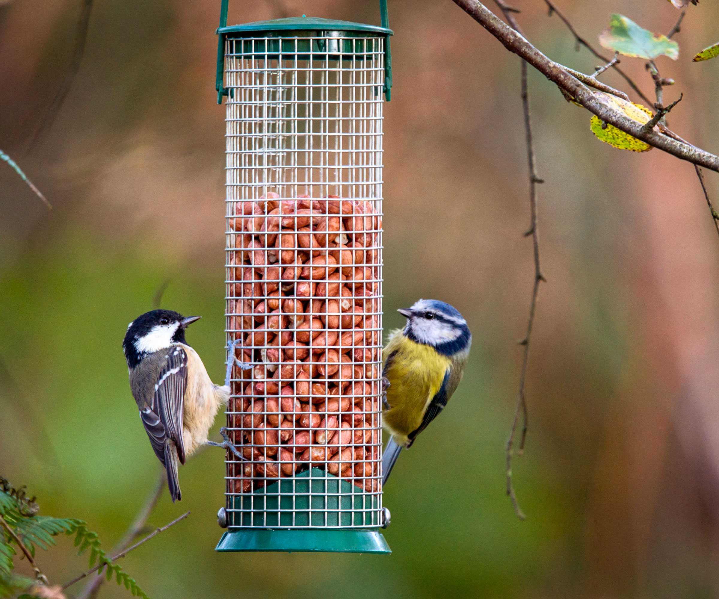 two birds feeding on nuts from bird feeder