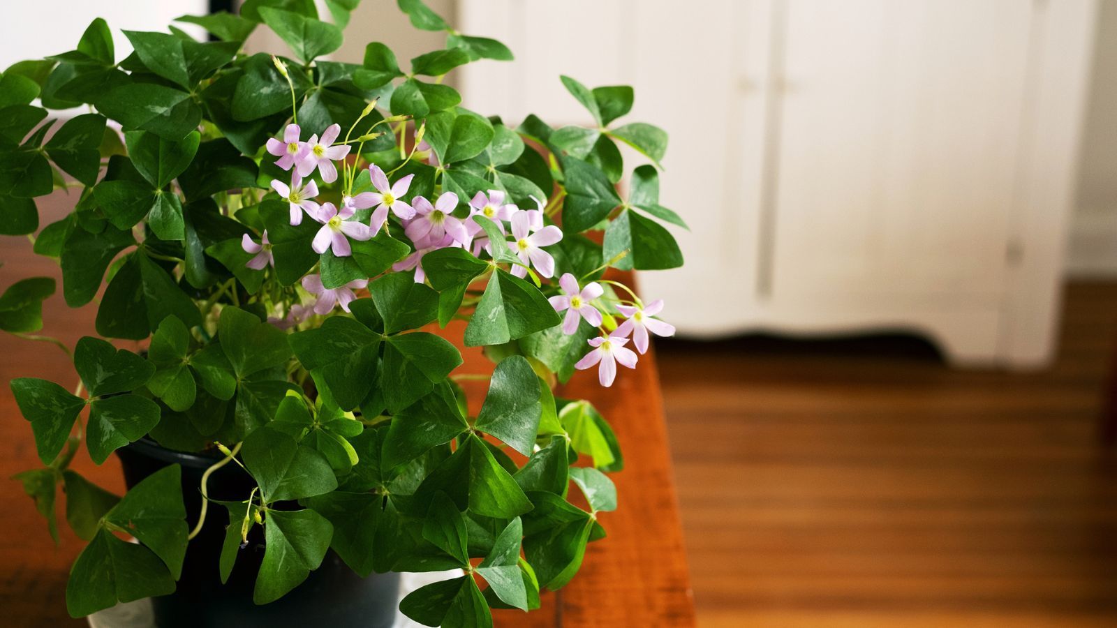 How to grow for oxalis expert tips for false shamrocks