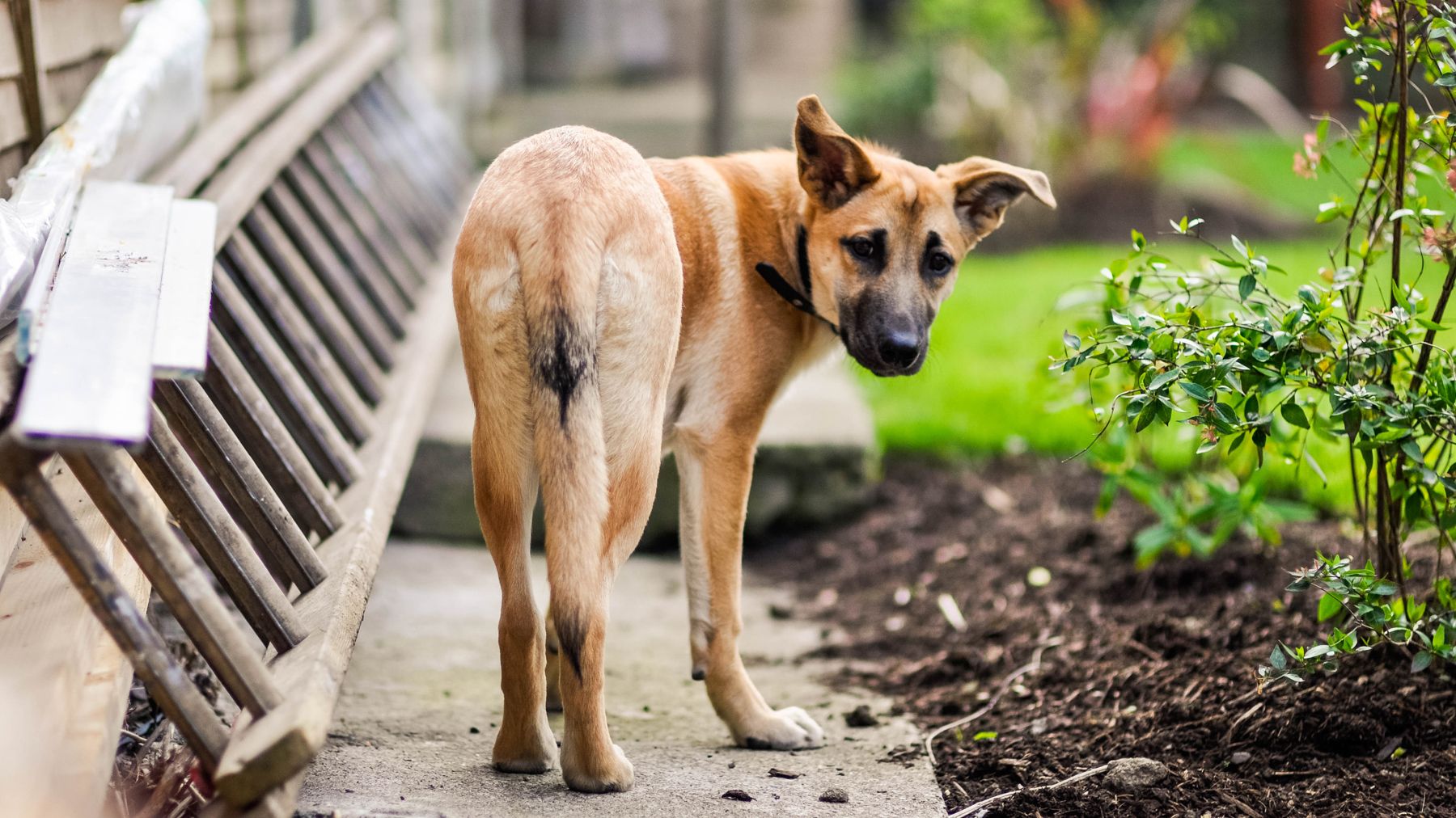 Eight reasons why your dog is anxious (and how to help them) PetsRadar