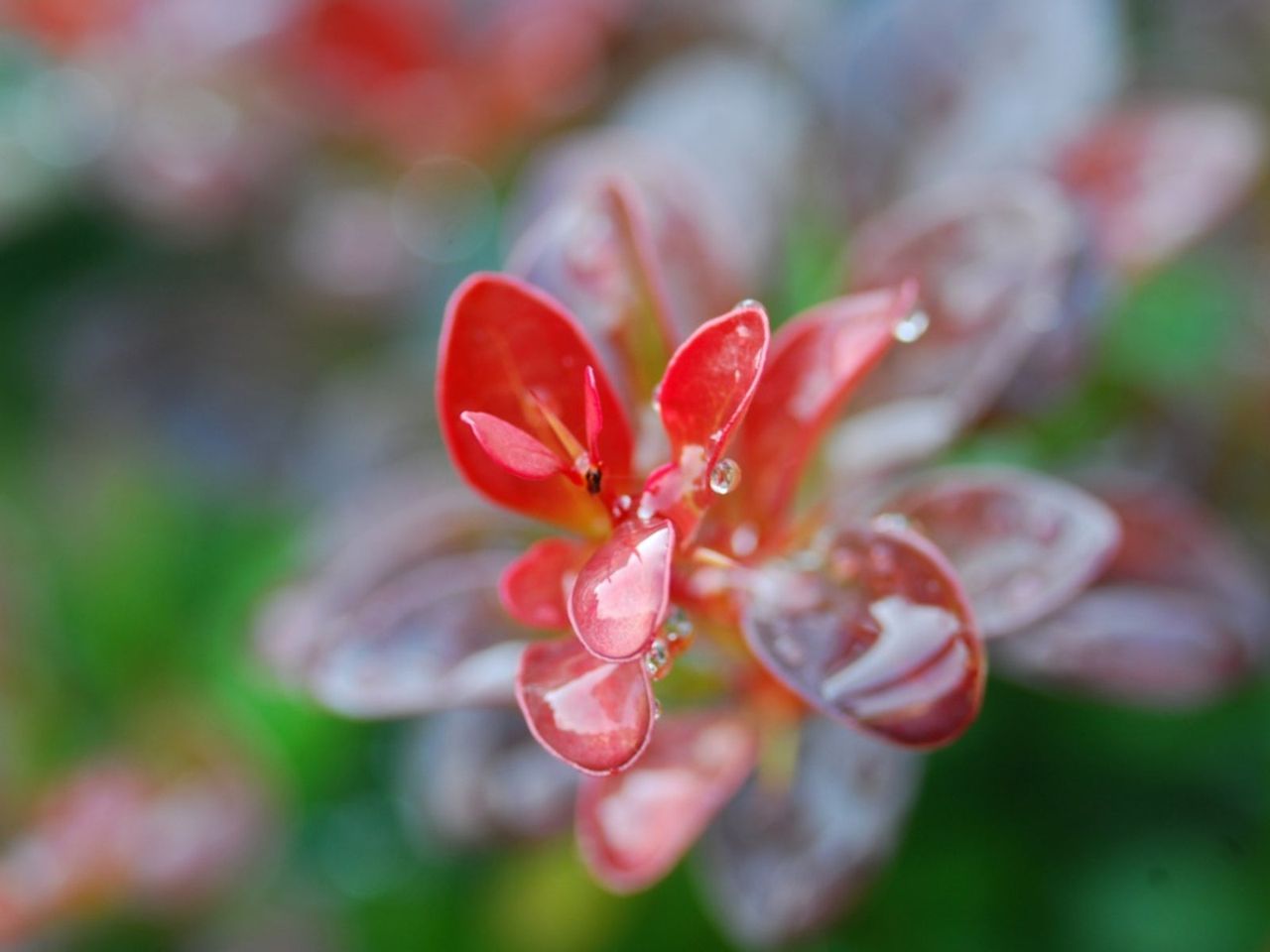 Red Crimson Pygmy Barberry Shrub