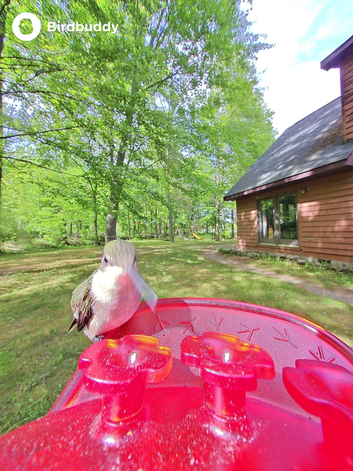 Images of a ruby-throated hummingbird captured with the Bird Buddy Solar Pro Hummingbird Feeder