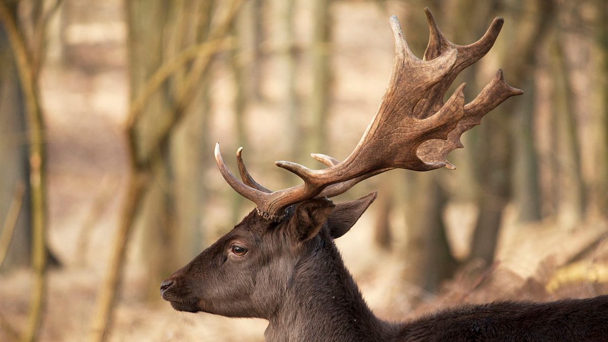 Petsmart elk outlet antler