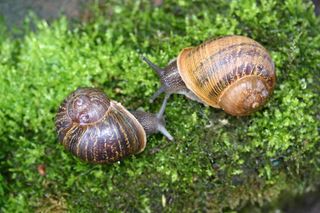 Both Jeremy (left) and Lefty (right) have rare left-spiraling shells.