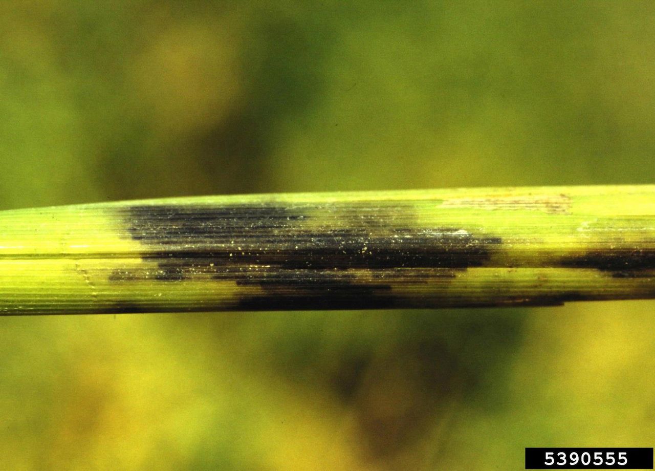 rice stem rot