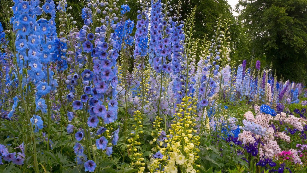 types of delphiniums