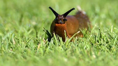 European red slug / Chocolate albion on grass