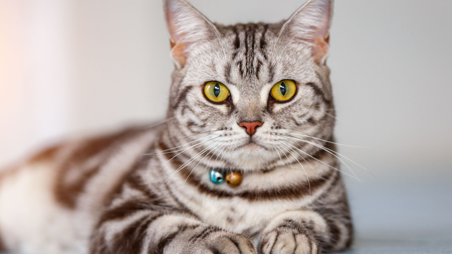American Bobtail cat with yellow eyes