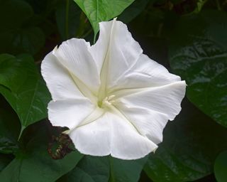 white moonflower