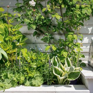 Hosta in raised garden border, with climbing plants growing vertically against a white painted fence