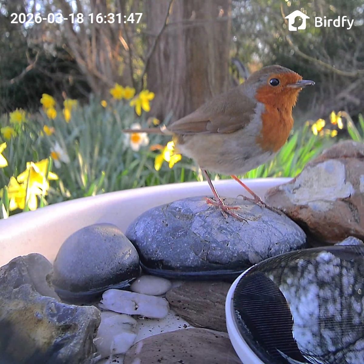 View from the Birdfy Bird Bath Pro's camera, set in a wild garden among trees, with a European Robin visiting the device