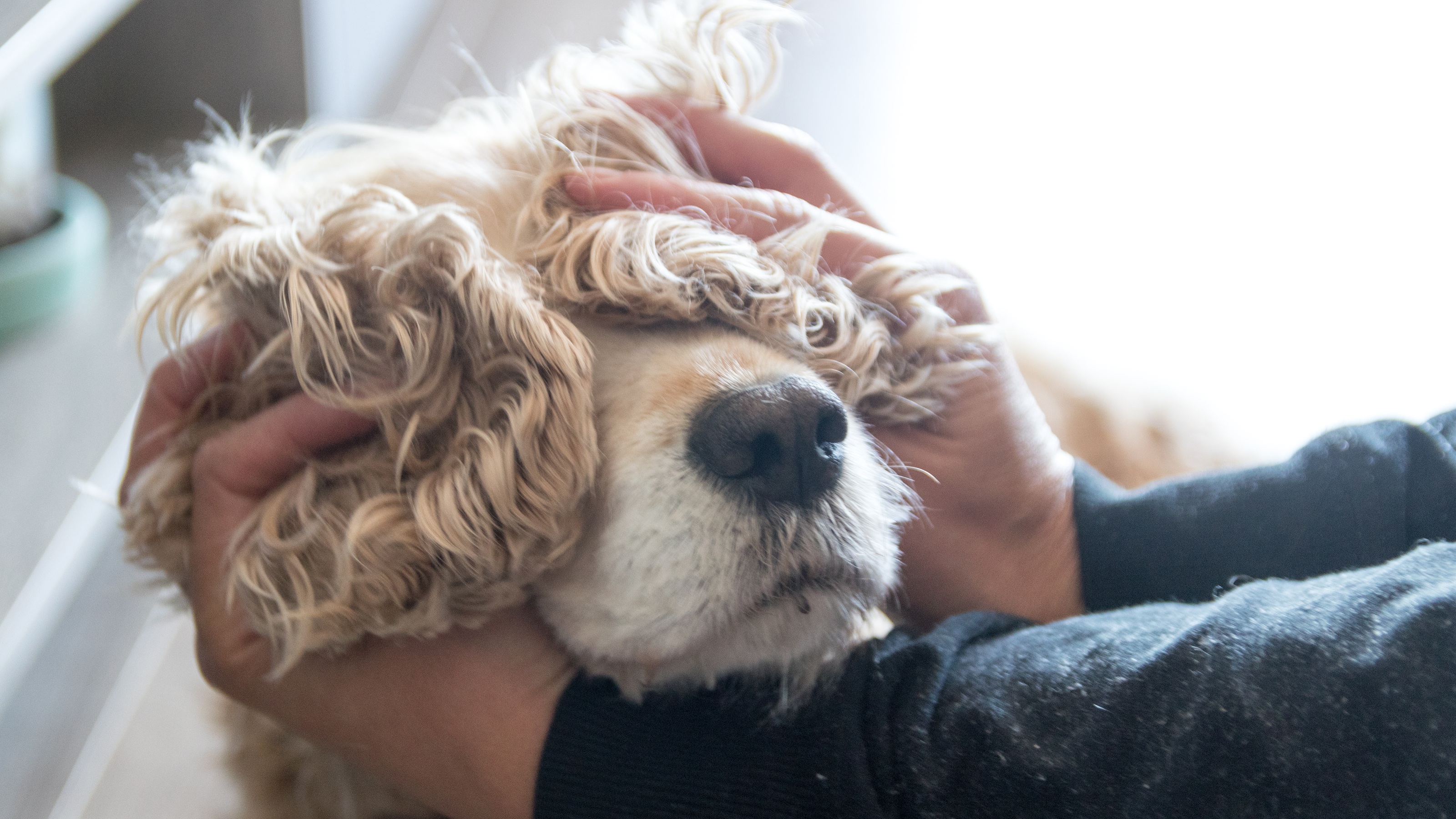 A man holds his dog's floppy ears over the dog's eyes, only his hands showing.