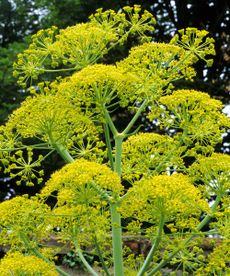 giant fennel Ferrula communis flowering in mixed border