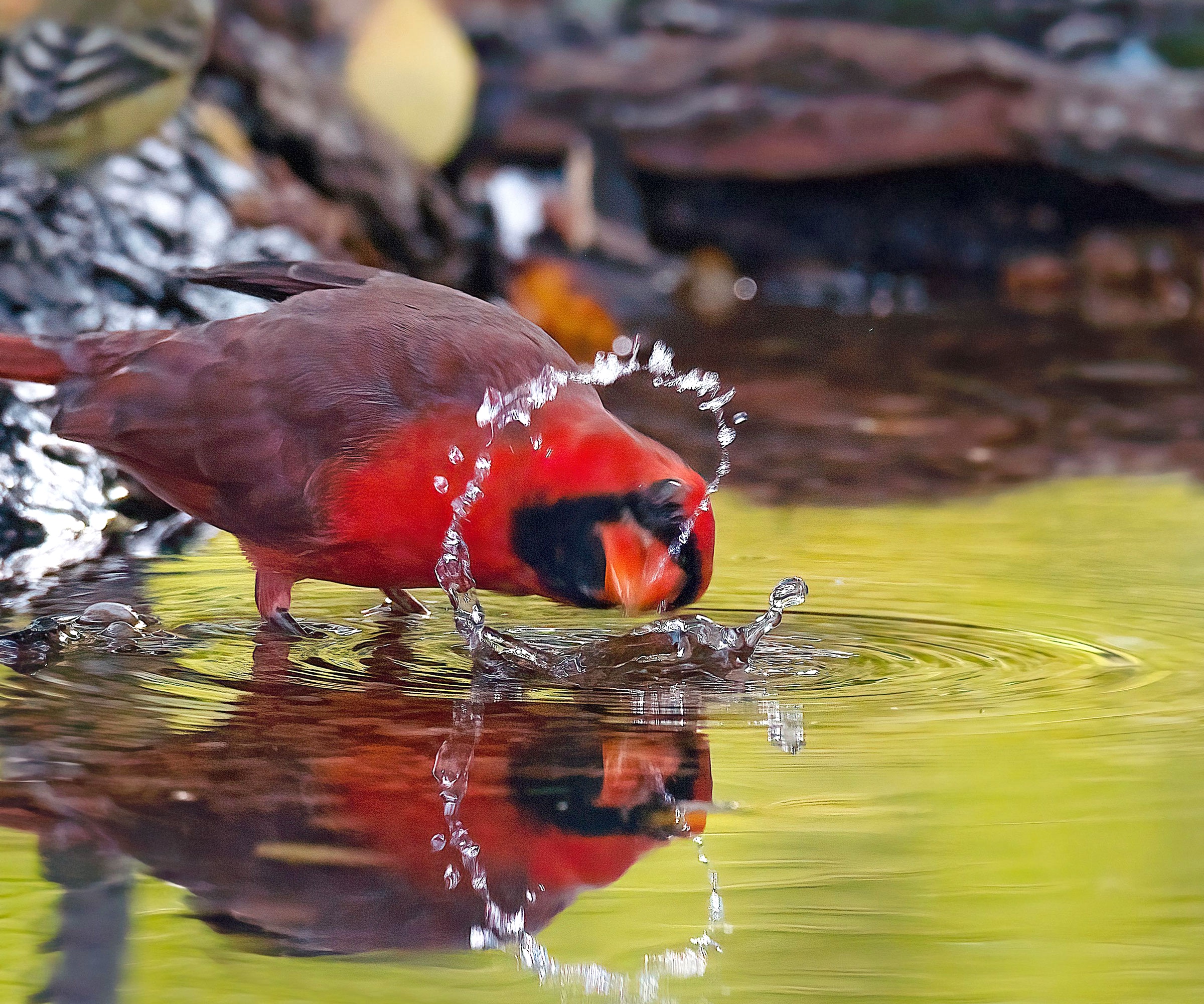 northern cardinal bathing in shallow water