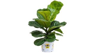 Burpee's fiddle leaf fig