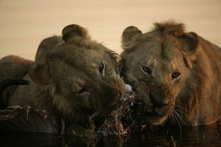 If lions survive long enough to find a promising new area, the next step is to take over another pride. But of course resident males will have none of that, and so they end up fighting, often to the death. They usually do this as a coalition, often consis