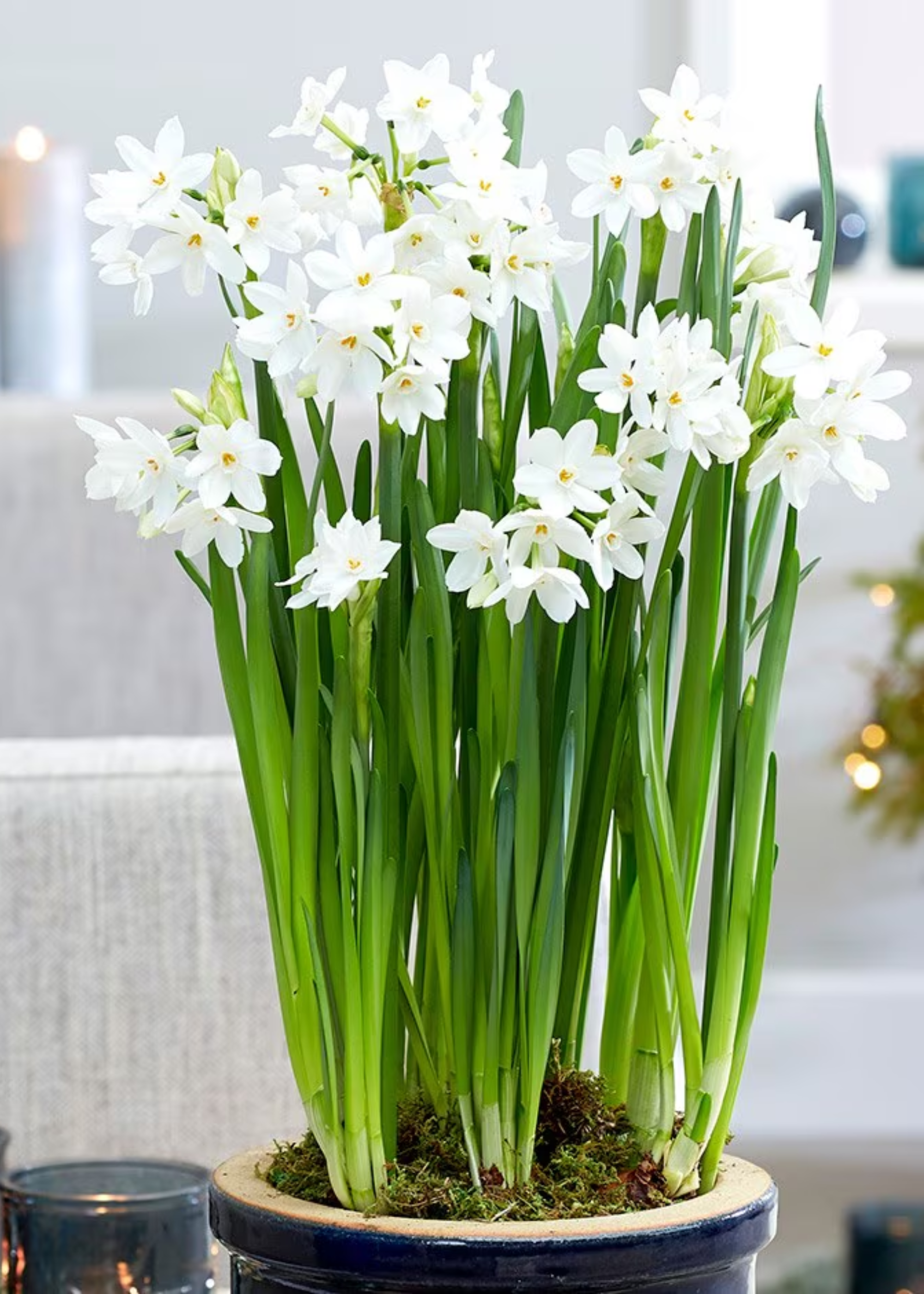 A close-up of a paperwhite plant in bloom