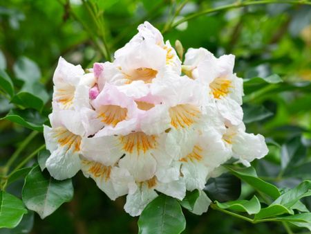 White Flowered China Doll Plants