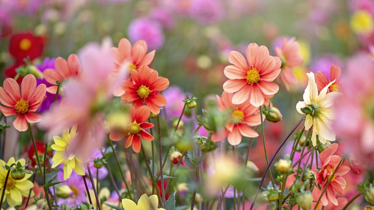 あなたの誕生月の花は何ですか？これらの花がなぜ意味を持つのかを発見し、庭で花を育てる方法についてガーデニングの専門家からのヒントを加えてください。