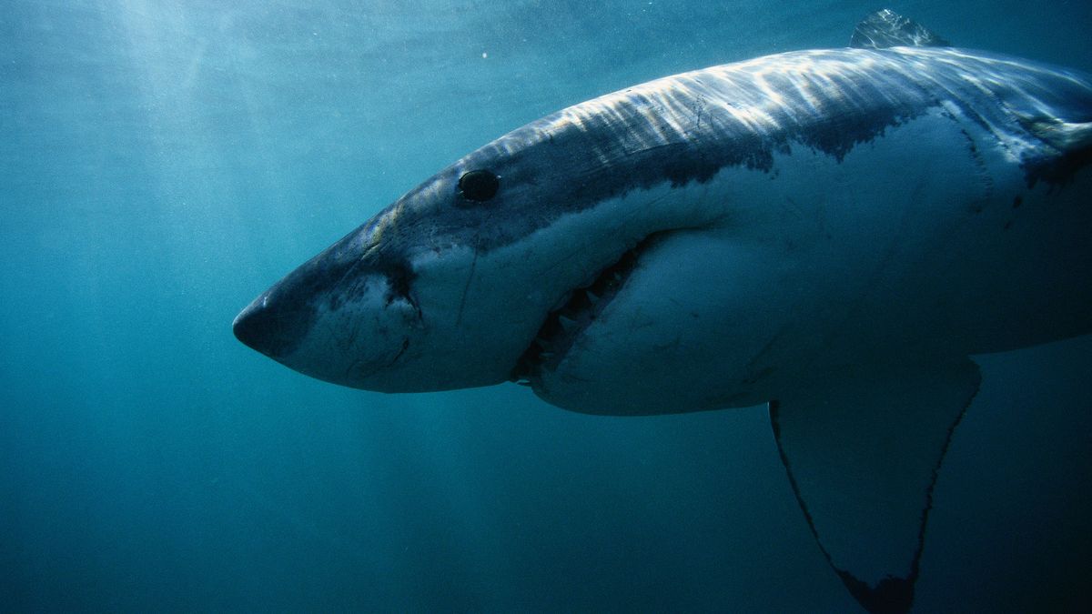 A 1,000-pound great white shark just spotted off coast of New Jersey