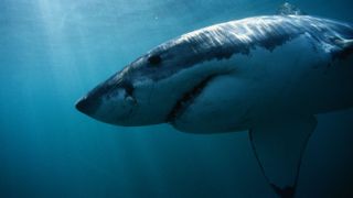 Great white sharks (Carcharodon carcharias) are most active in waters around the Cape Cod coast between August and October.