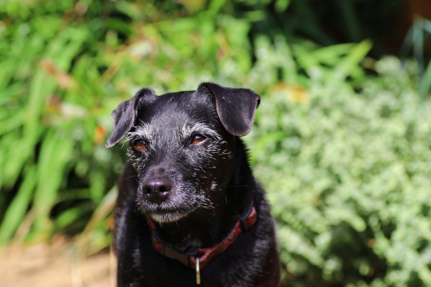 Happy and healthy older dog with grey whiskers