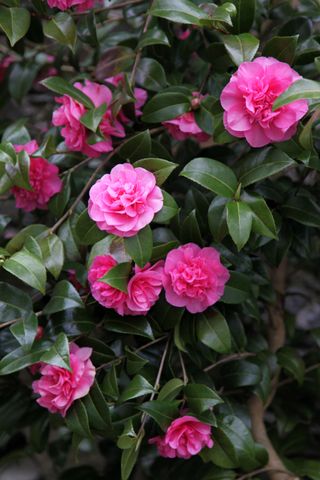 Camellia Debbie, evergreen flowering shrub