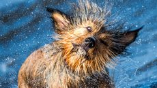 A dog enthusiastically shaking itself dry after swimming in the sea