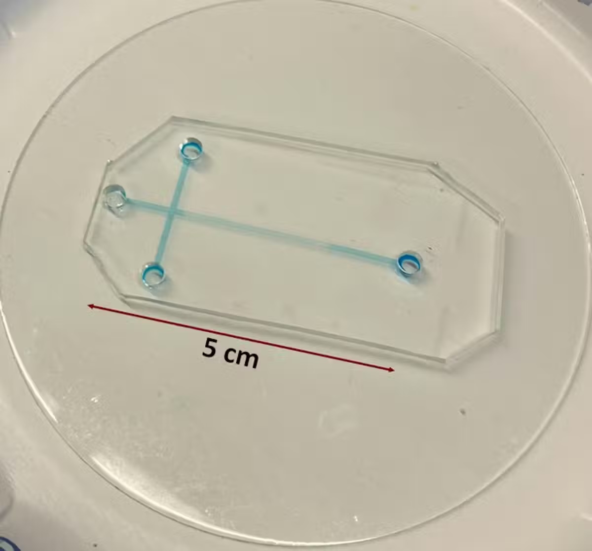 un dispozitiv de electroforeză microfluidică